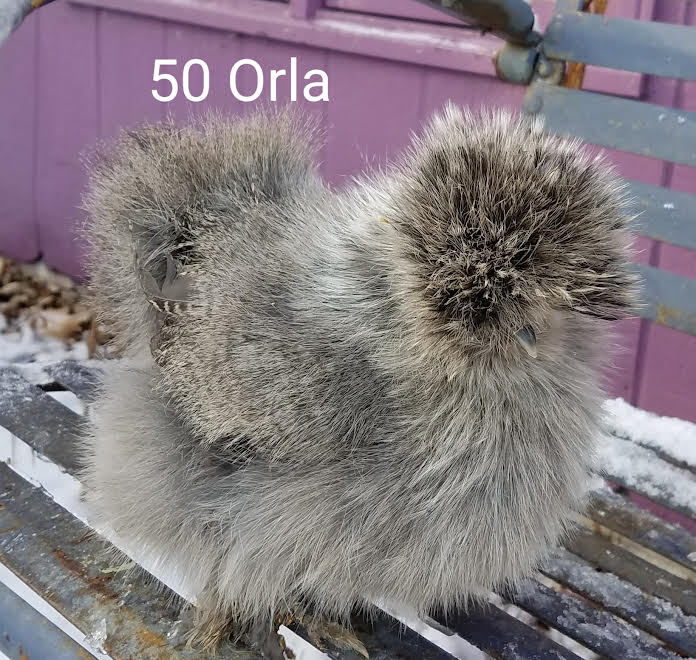 Silkies For Sale 1/20/2023 VJP Poultry