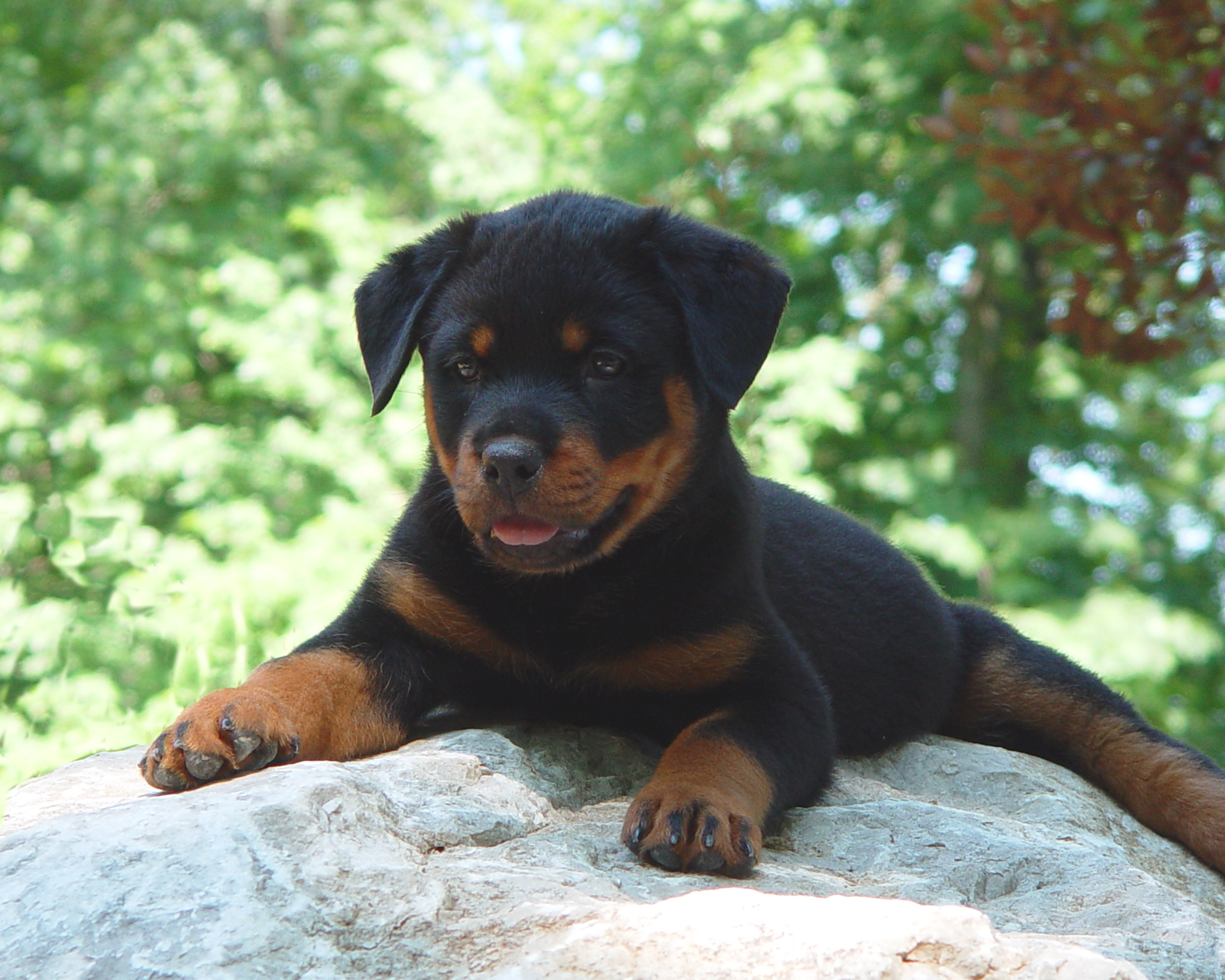 German Rottweiler Puppy For Sale Near Me,Free Delivery,Www.workscom.com.br
