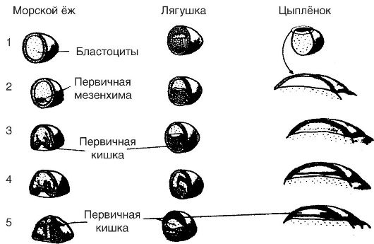 Тест размножение и развитие организмов 10 класс