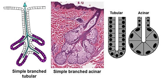 Human Structure Virtual Microscopy