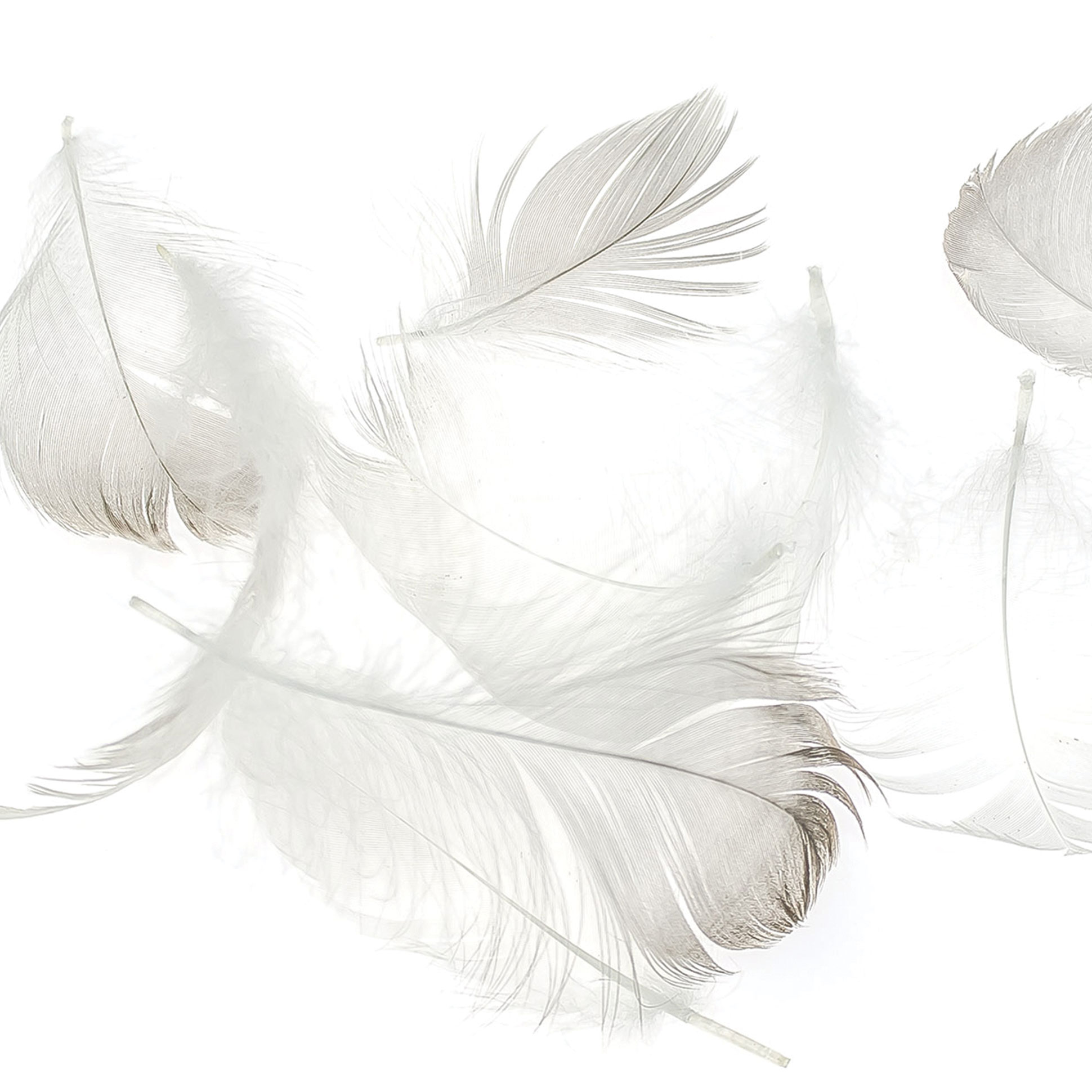 Difference Between Wool and Down POLYESTER STAPLE FIBER HOLLOW