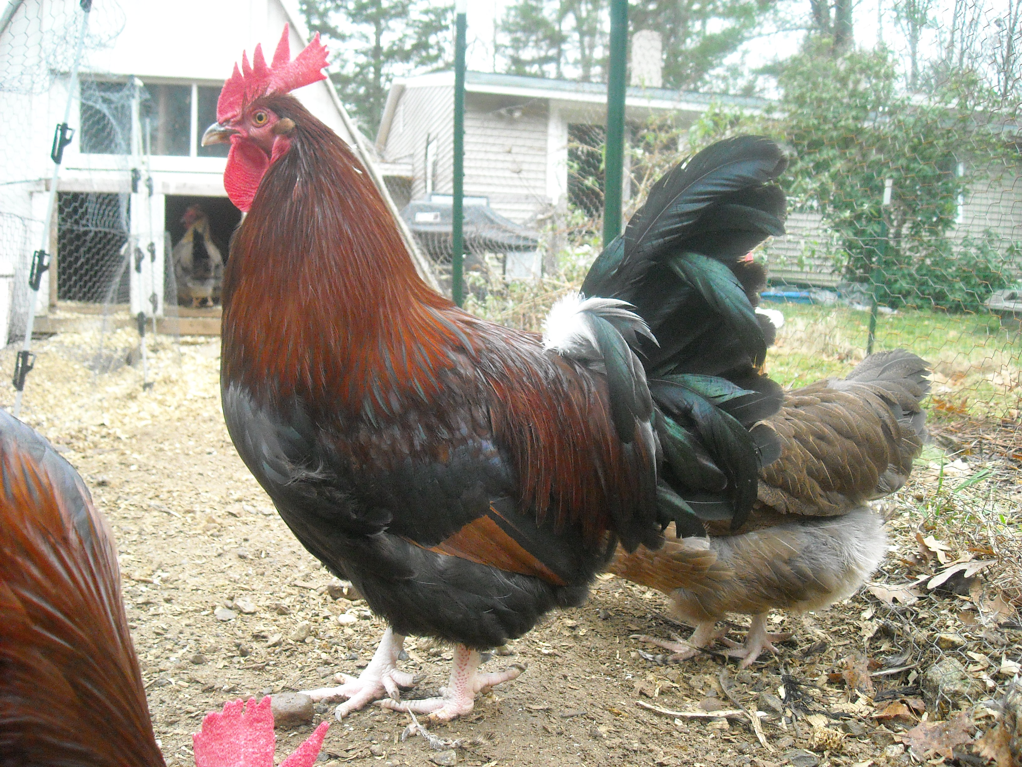 Dorkings For Sale at Calvin Smith blog