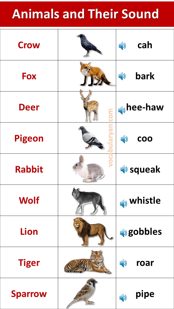 A to Z Animal Sounds List in English VocabularyAN