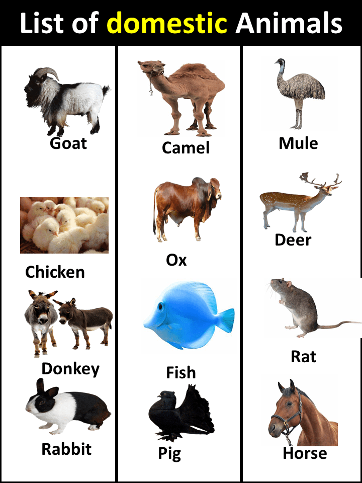 List of Domestic Animals in English Vocabulary Point