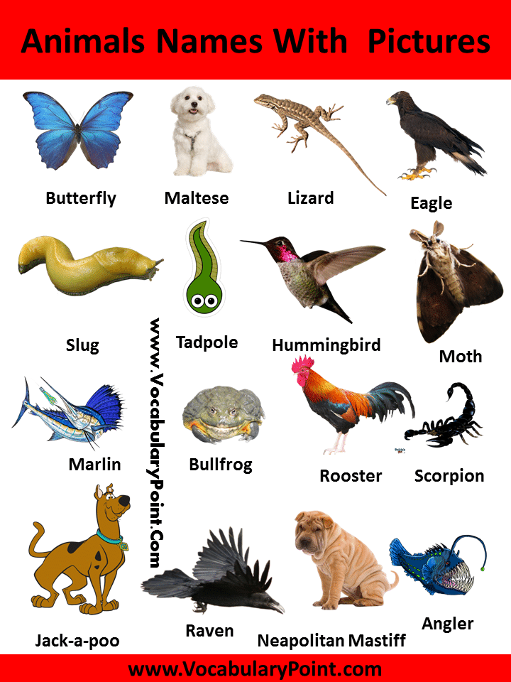Popular Animal Names with Pictures Download PDF Vocabulary Point