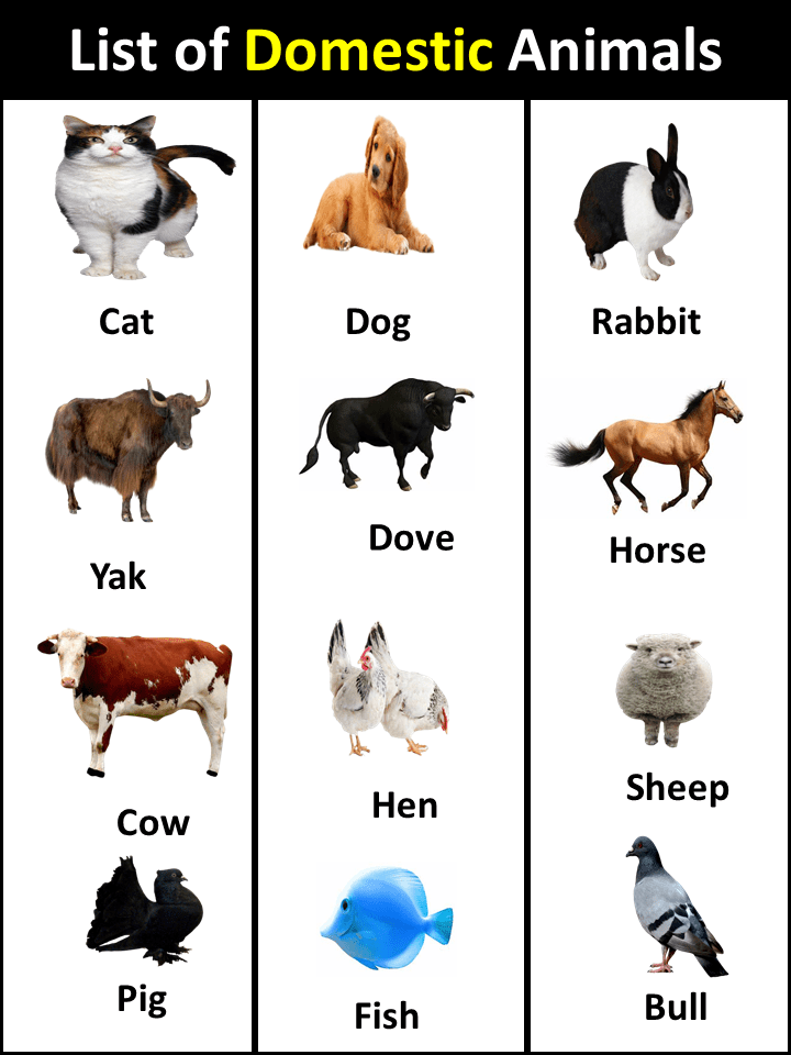 List of Domestic Animals in English Vocabulary Point