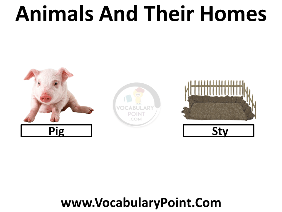 Animals And Their Homes Vocabulary Point