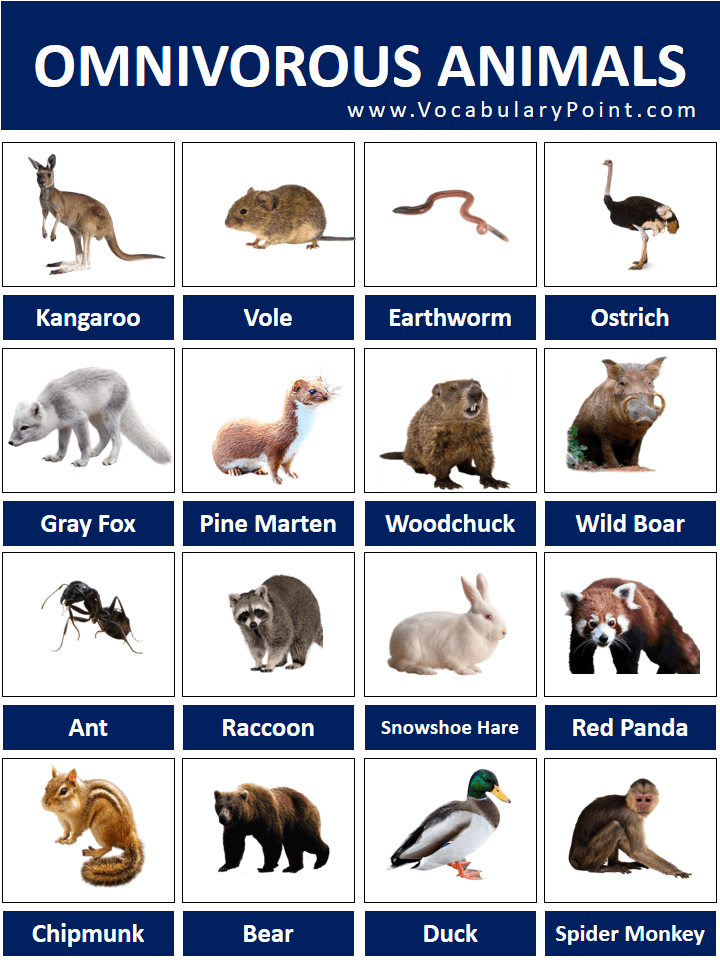 50+ List Of Omnivorous Animals Vocabulary Vocabulary Point