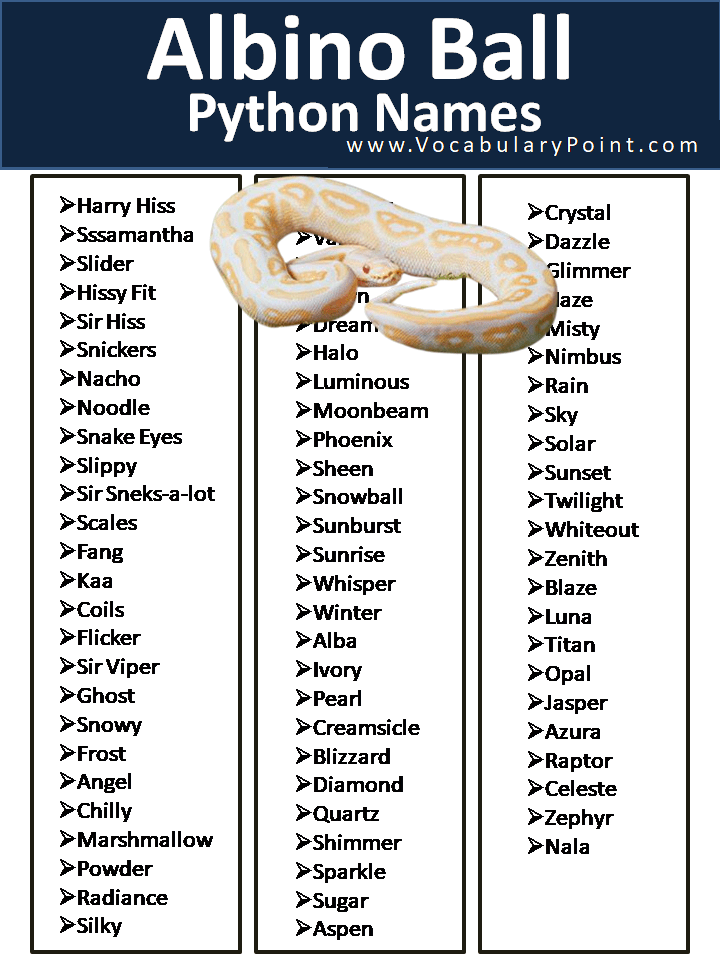 250+ Cool Ball Python Names Vocabulary Point