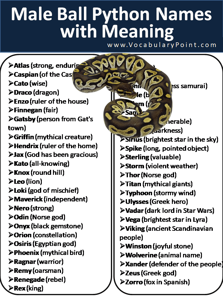 250+ Cool Ball Python Names Vocabulary Point