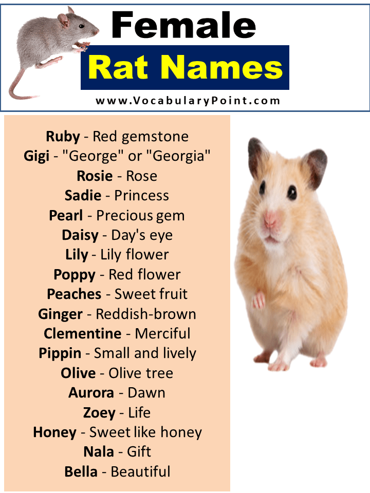 Cute Pet Rat Names Famous, Disney Rats Vocabulary Point