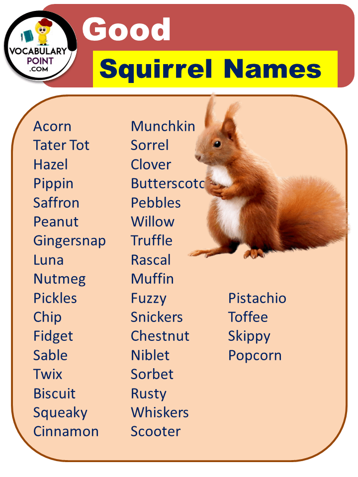 Best Squirrel Names (Cute, Funny, Male & Female) Vocabulary Point