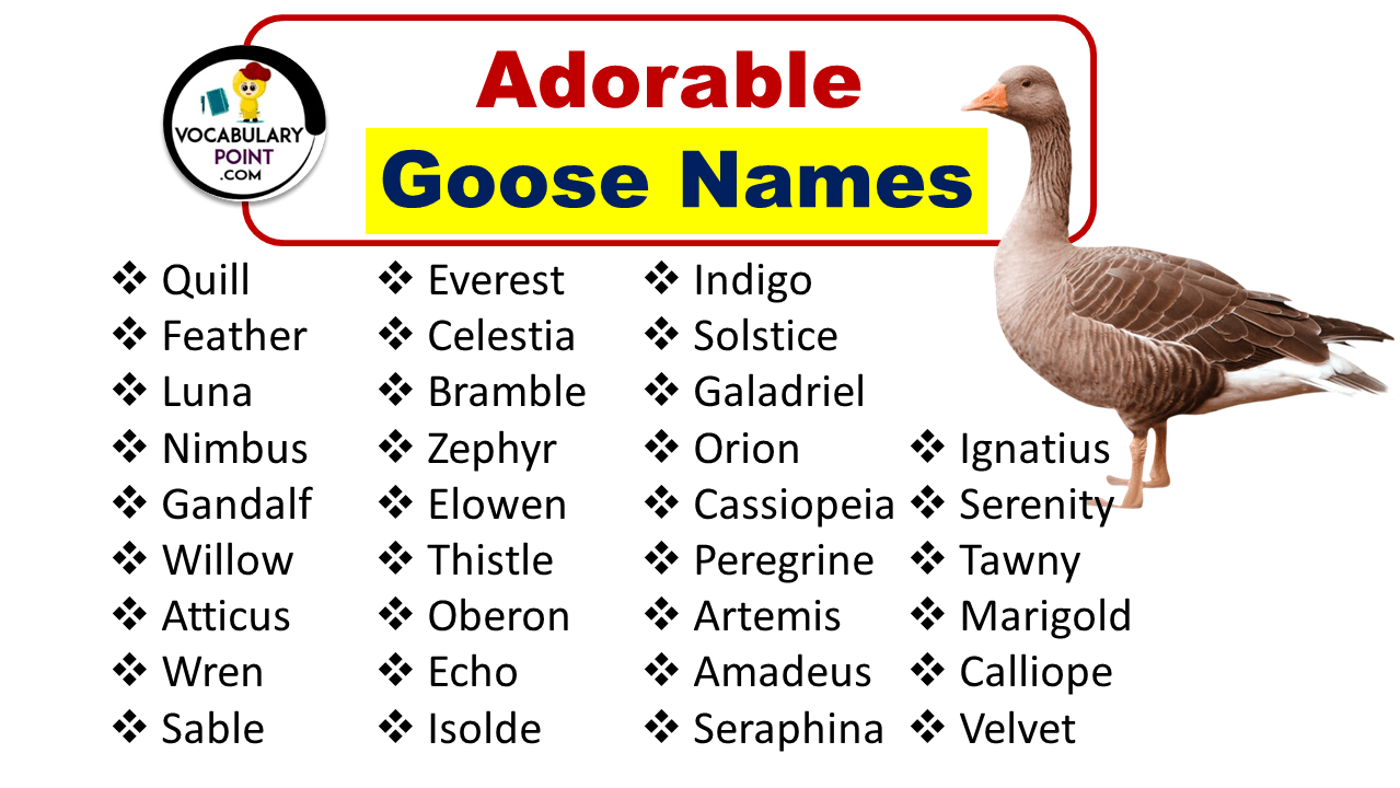 Adorable Goose Names (Funny, Creative, Male & Female) Vocabulary Point