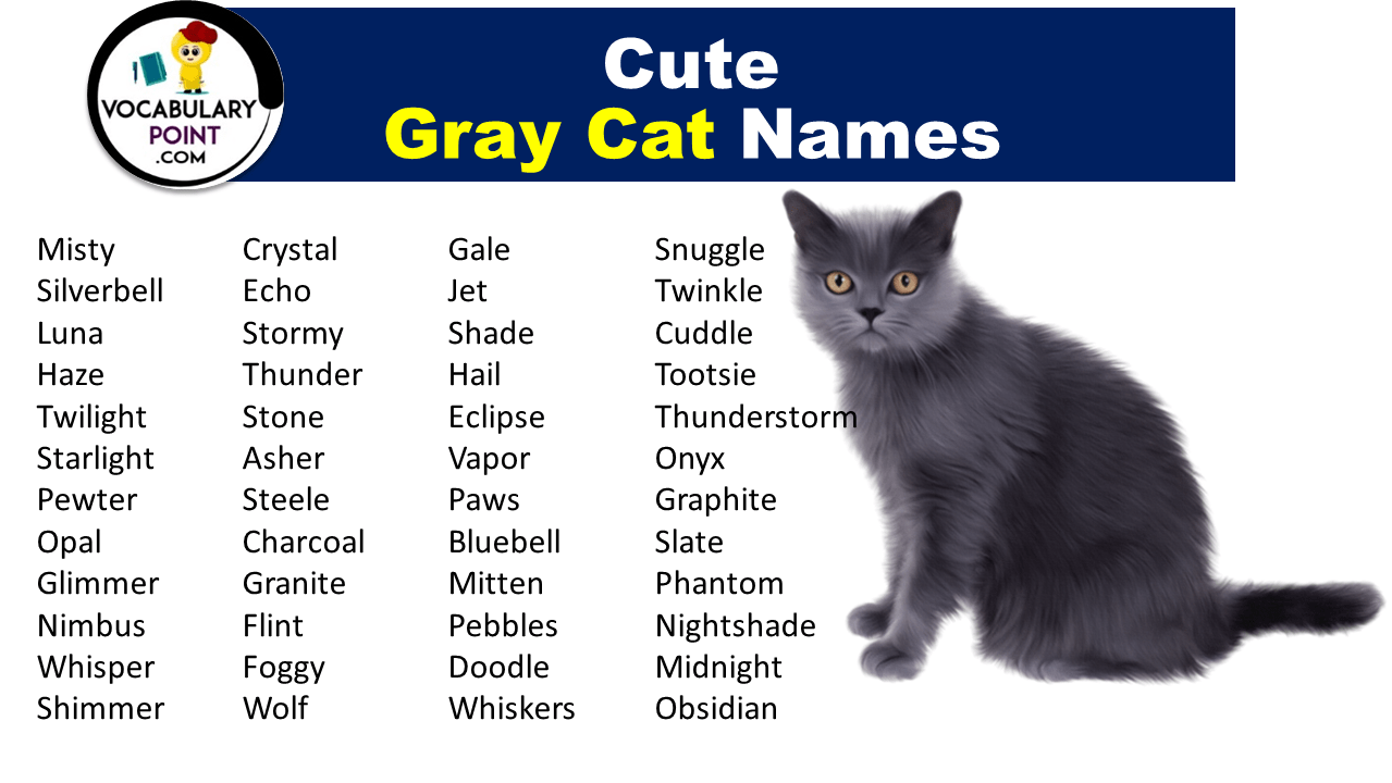 270+ Best Names for Gray Cats Vocabulary Point