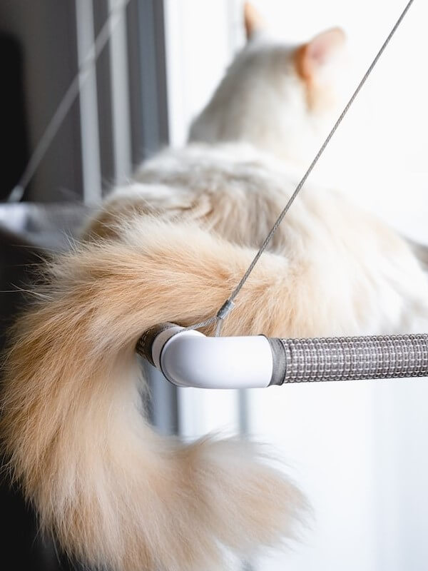 Flame Point Ragdoll Complete Guide Vocal Cats