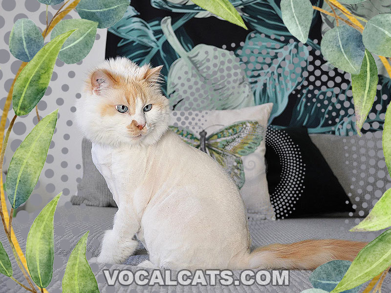 Orange Ragdoll Cat Complete Guide Vocal Cats