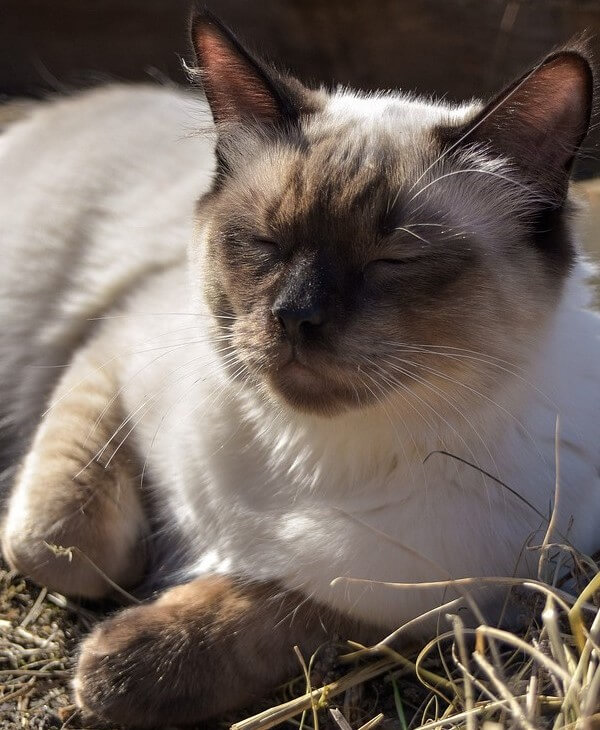 Chocolate Pointed Ragdoll Complete Guide Vocal Cats