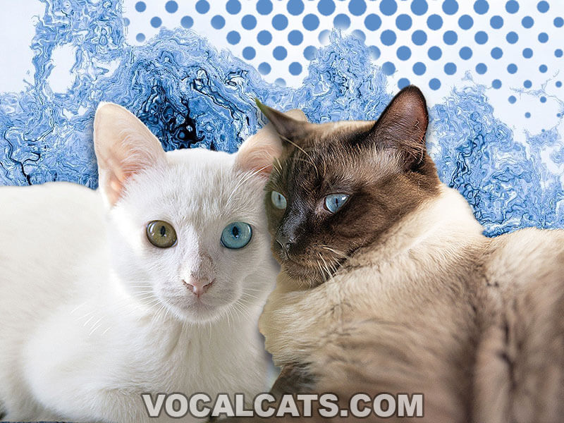 Persian Ragdoll Cat Complete Guide Vocal Cats