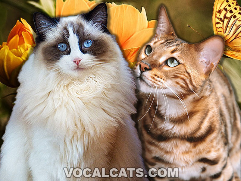 Ragdoll Bengal Mix Complete Guide Vocal Cats