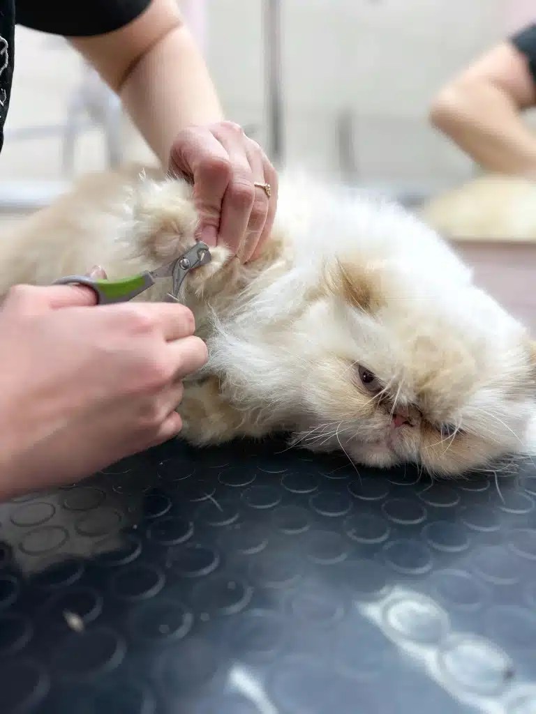 Dog and cat claw trimming in Kyiv V.O.G DOG
