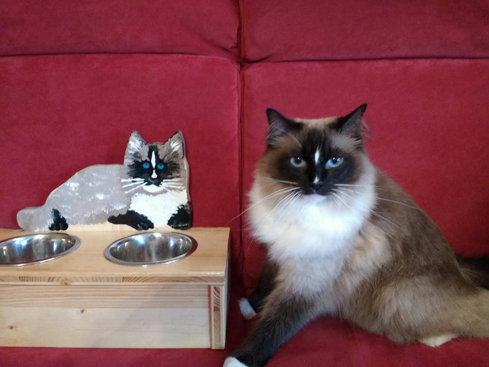 Ist die Katze gesund (und satt), freut sich der Mensch VogelLine