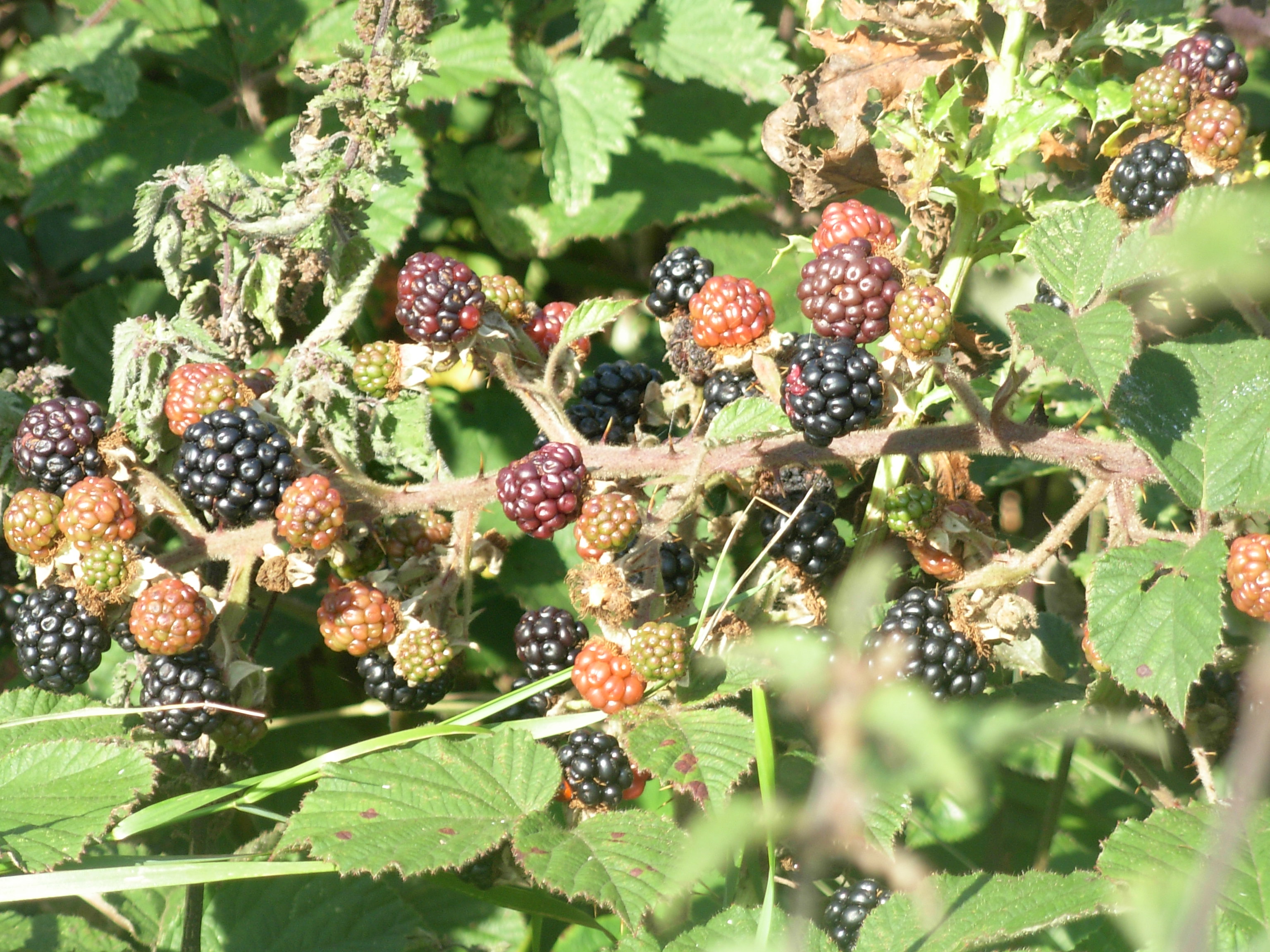 September 2013 Vohn’s Vittles Vohn’s Vittles