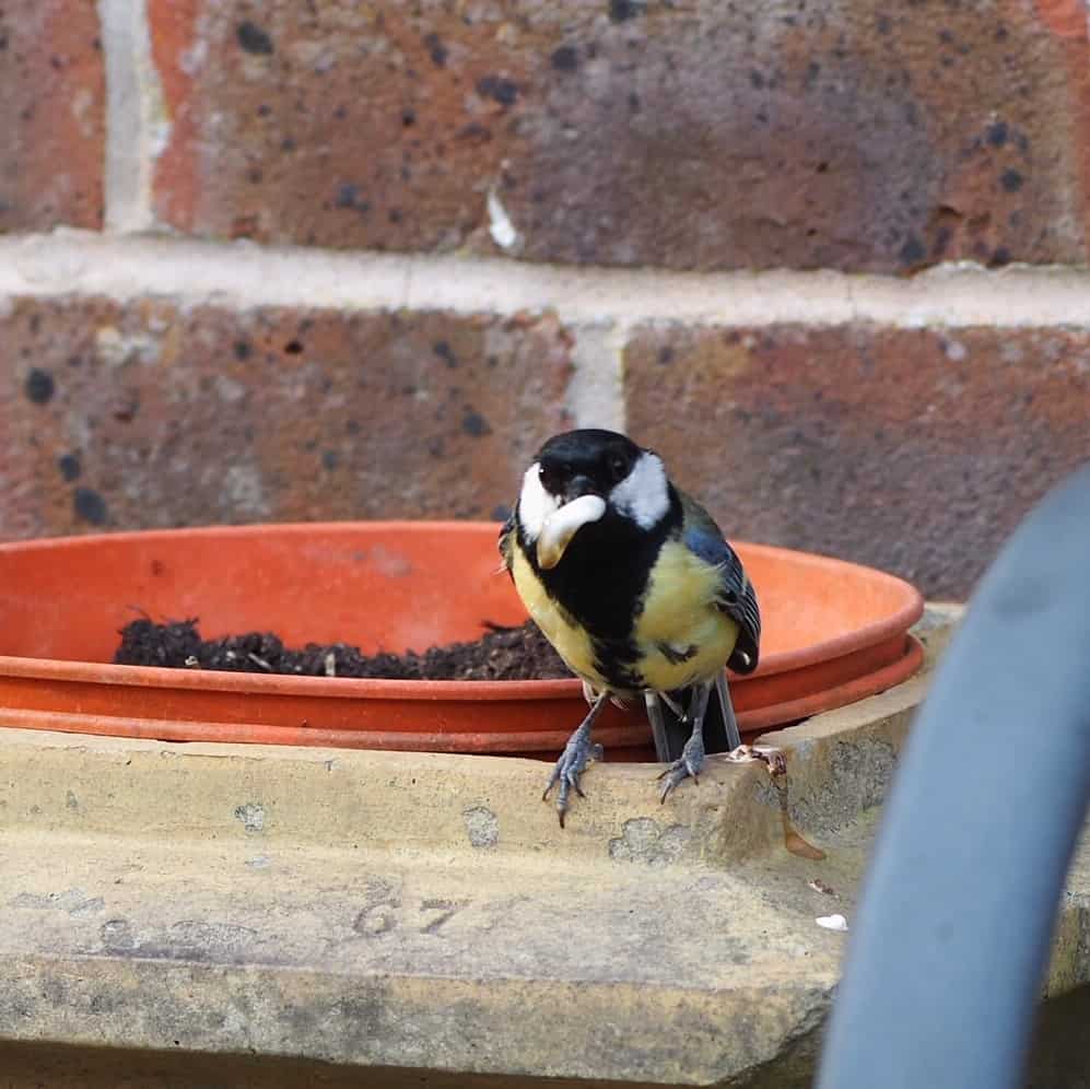 OLYMPUS DIGITAL CAMERA GardenBird