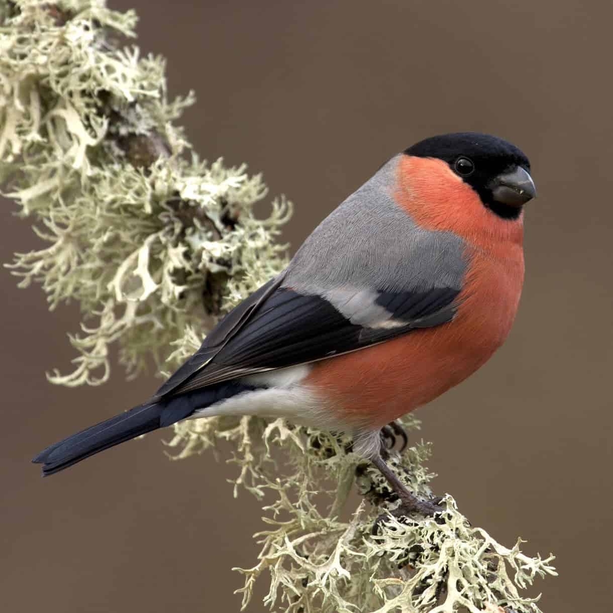 All about the Bullfinch GardenBird