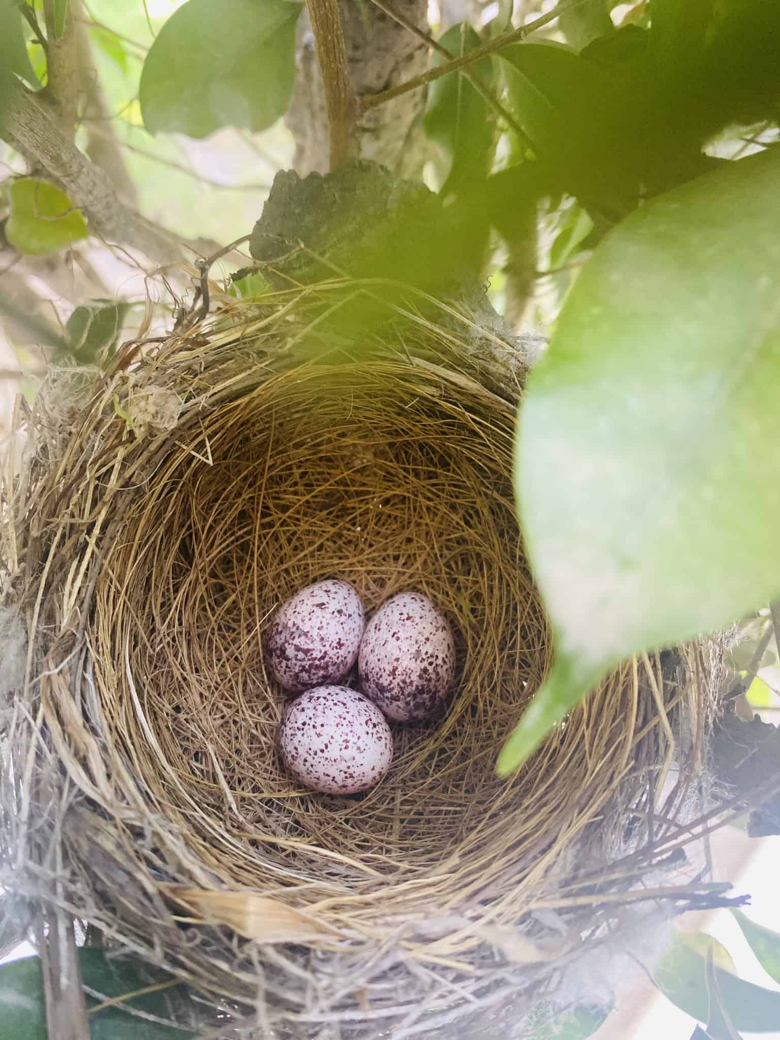 Bird egg identifier GardenBird