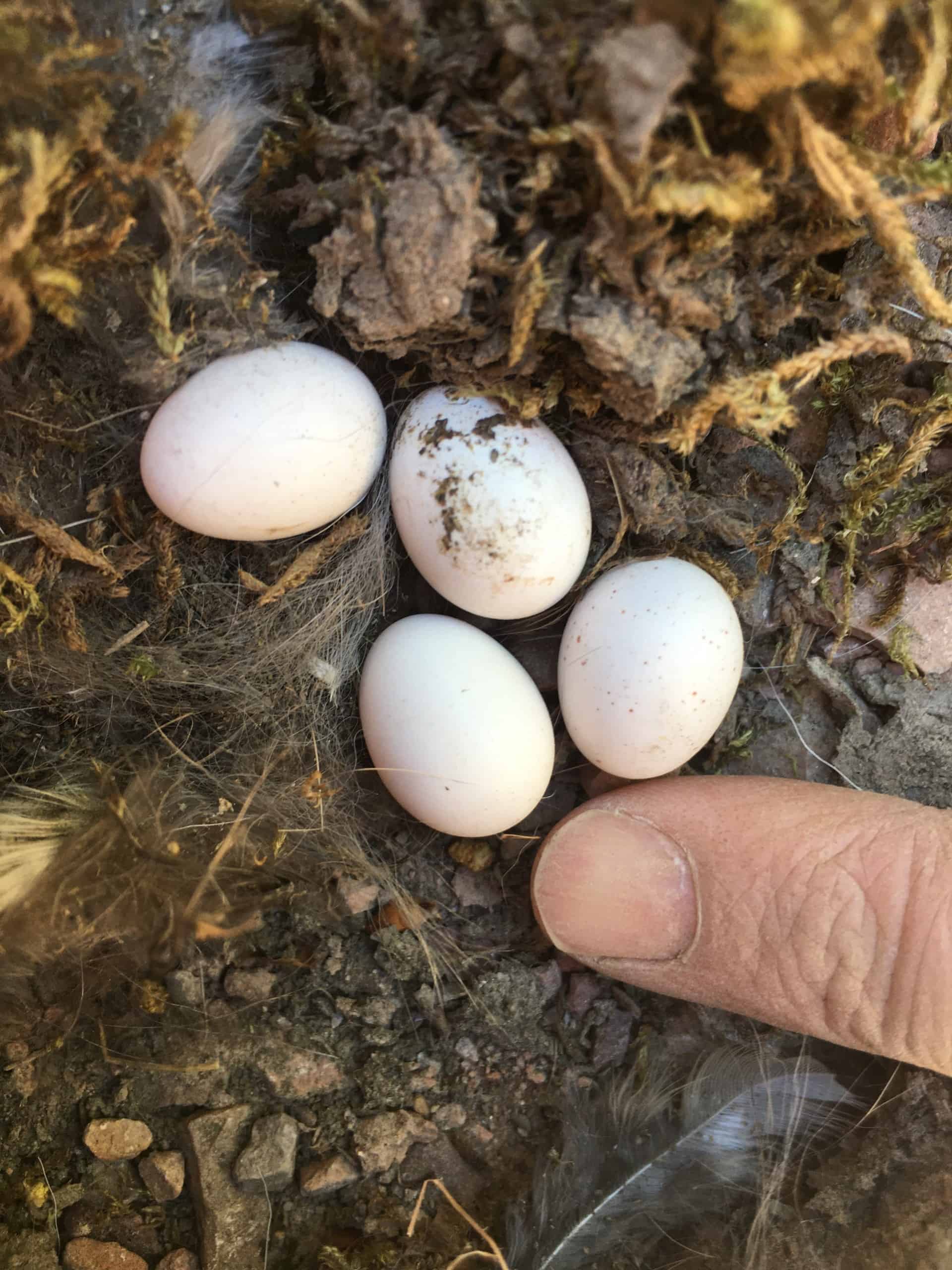 Bird egg identifier GardenBird