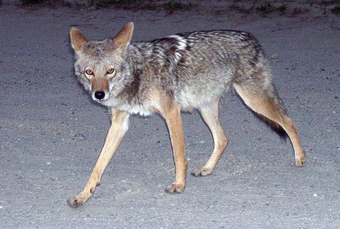 Coyotes in Garden Grove to Be Captured and KilledVoice of OC