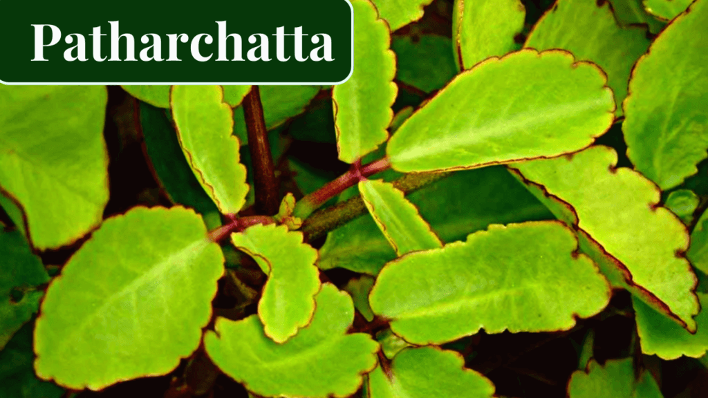 Medicinal Plants Benefits and Uses (II) Voice of Plant