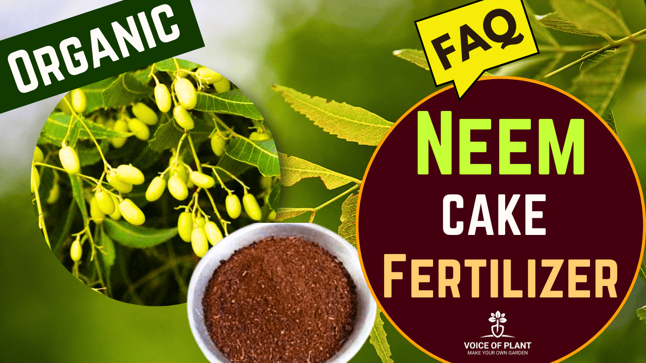 FAQs on Neem Cake Fertilizer Voice of Plant