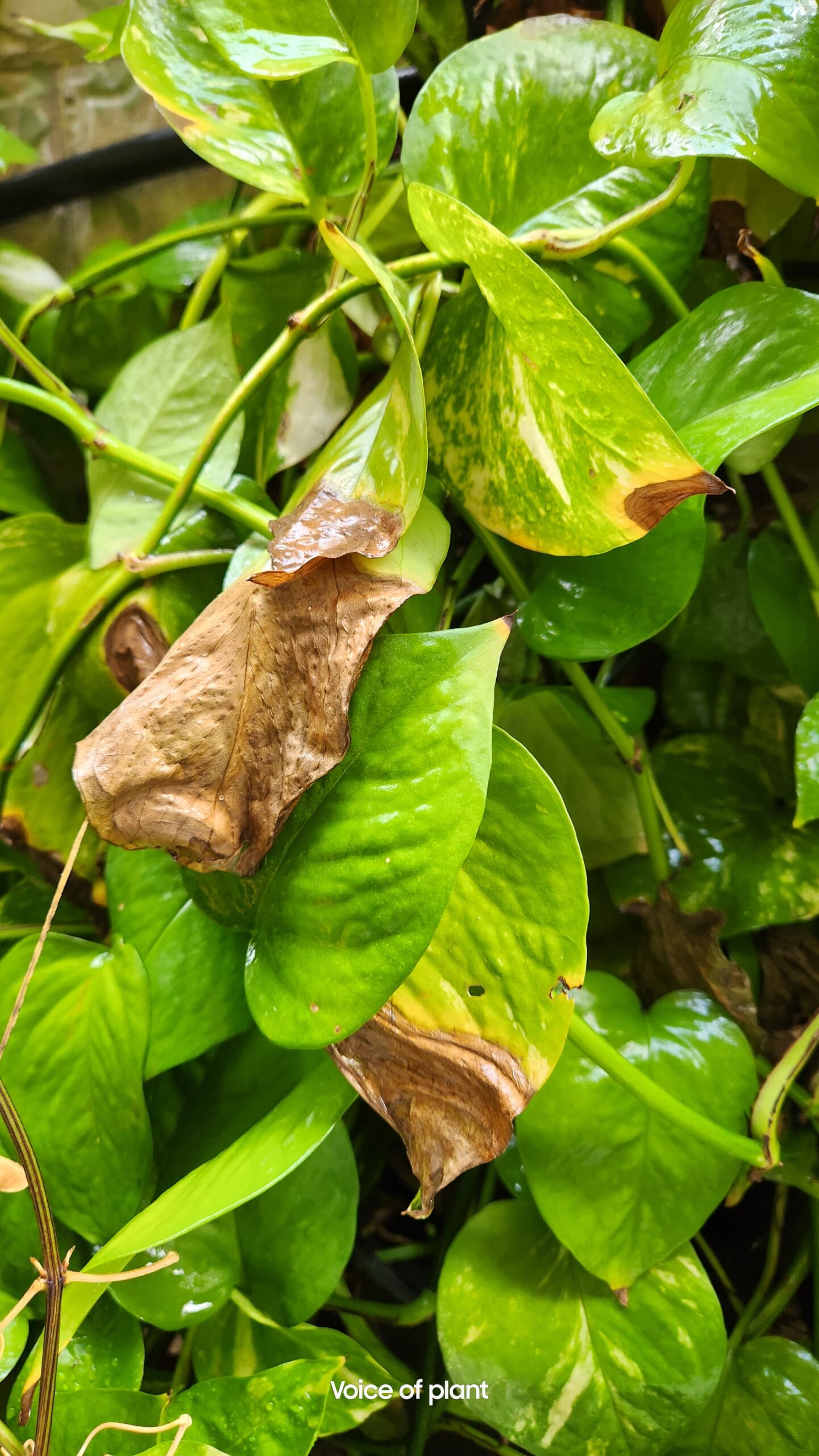 Is it normal for my Money Plant's leaves to turn brown in extreme heat?