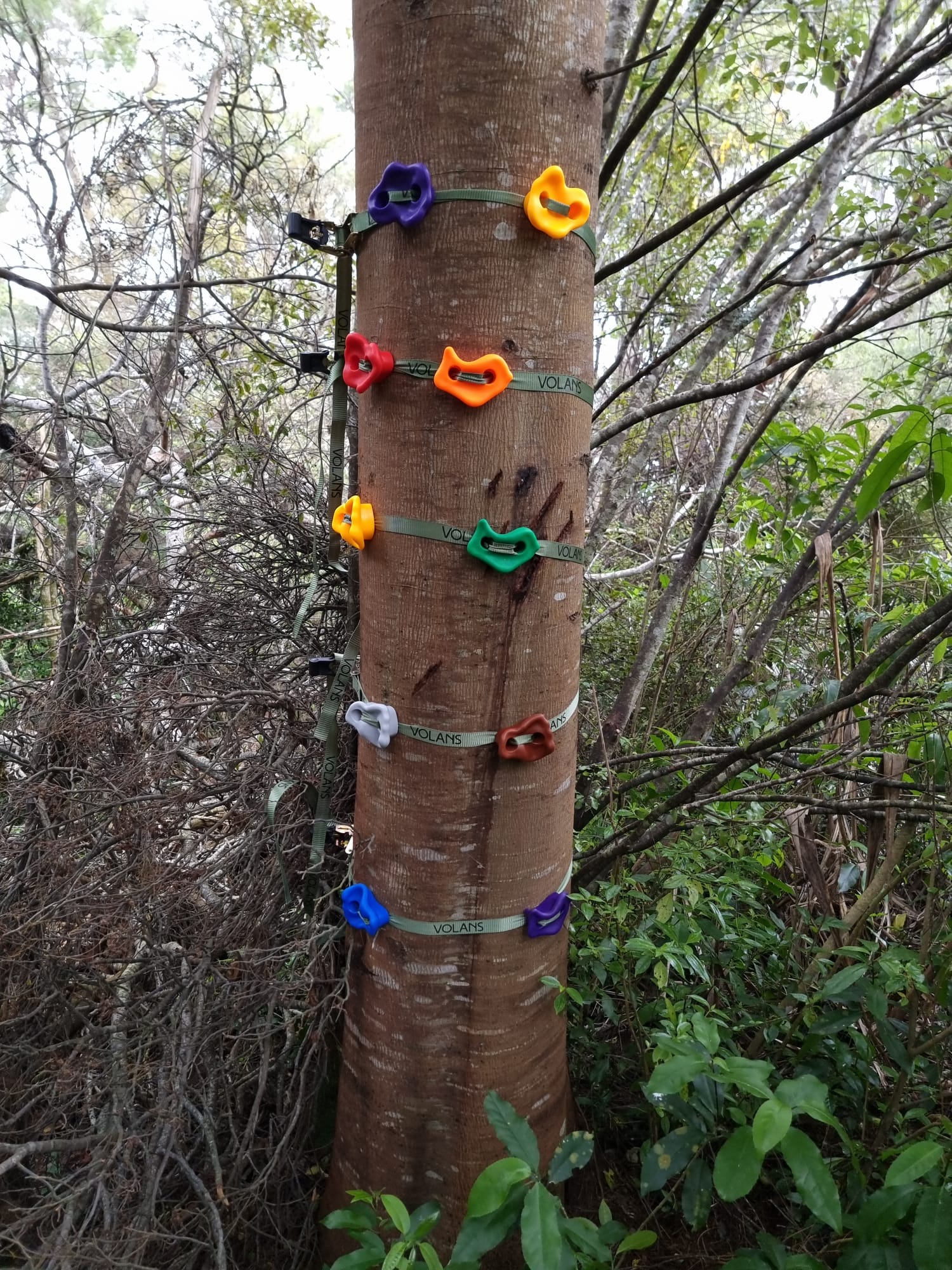 Tree climbing holds VOLANS