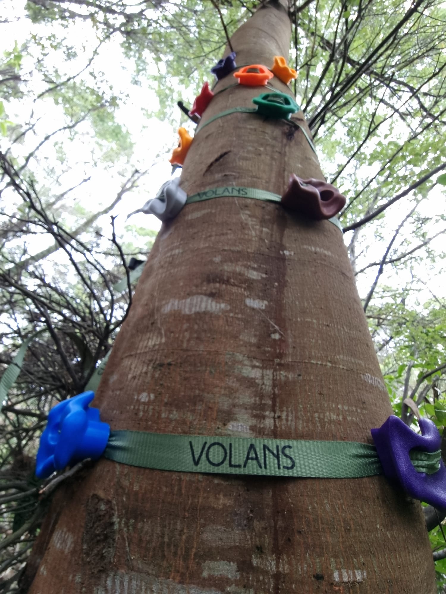 Tree climbing holds VOLANS