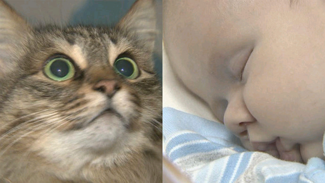 A Russian shecat rescued an abandoned baby VolGanga