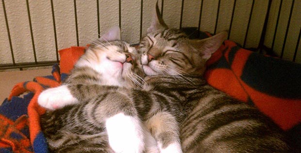 Cute cats sleeping in unbelievably funny poses and places