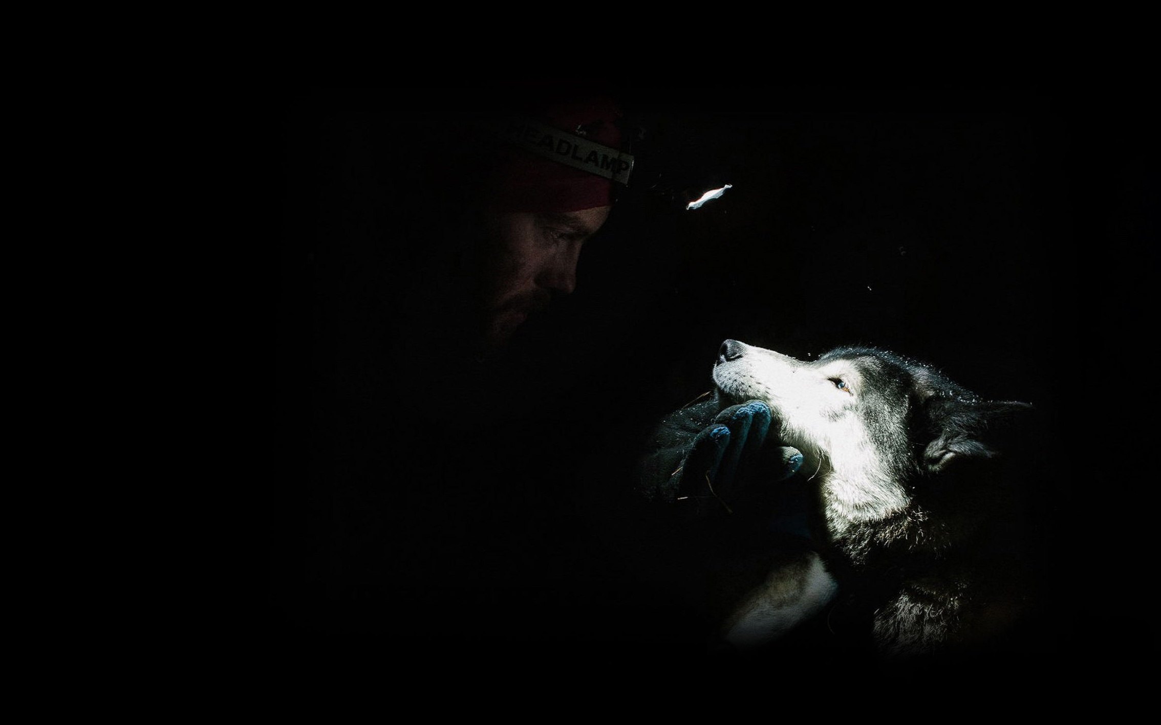 Volga Quest Международная гонка на собачьих упряжках