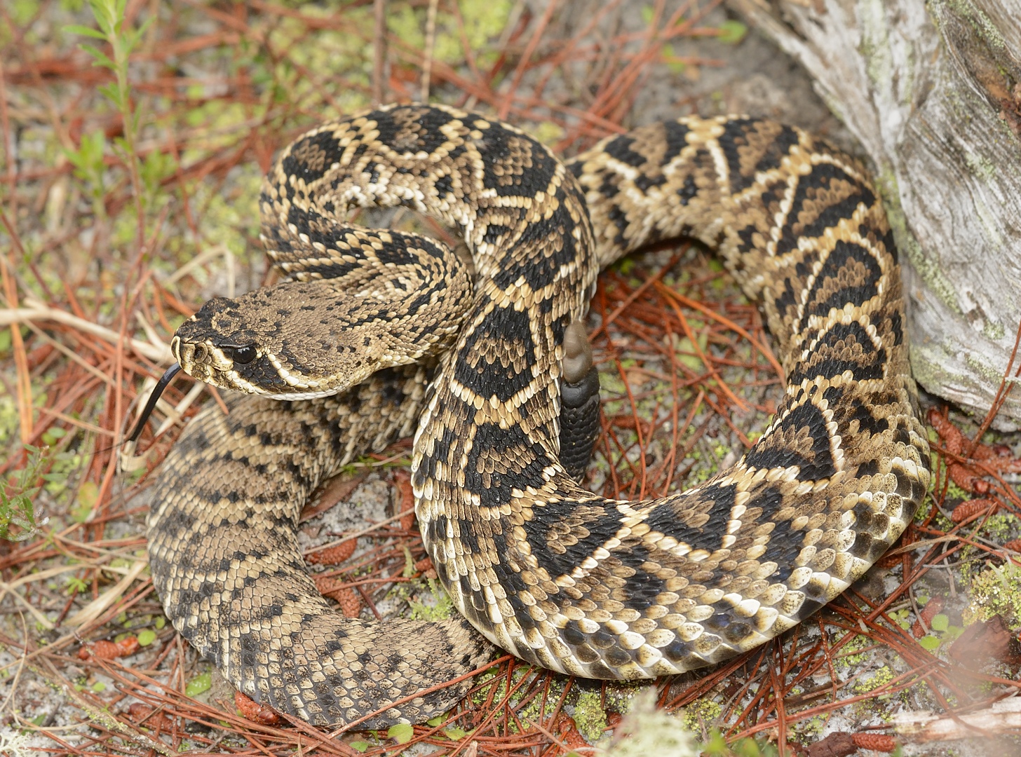 Images Eastern Diamondback Rattlesnake Volusia Naturalist