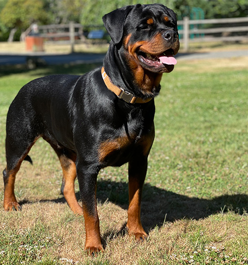 Know About Female Rottweiler (Dames) Weight, Height and Growth Chart