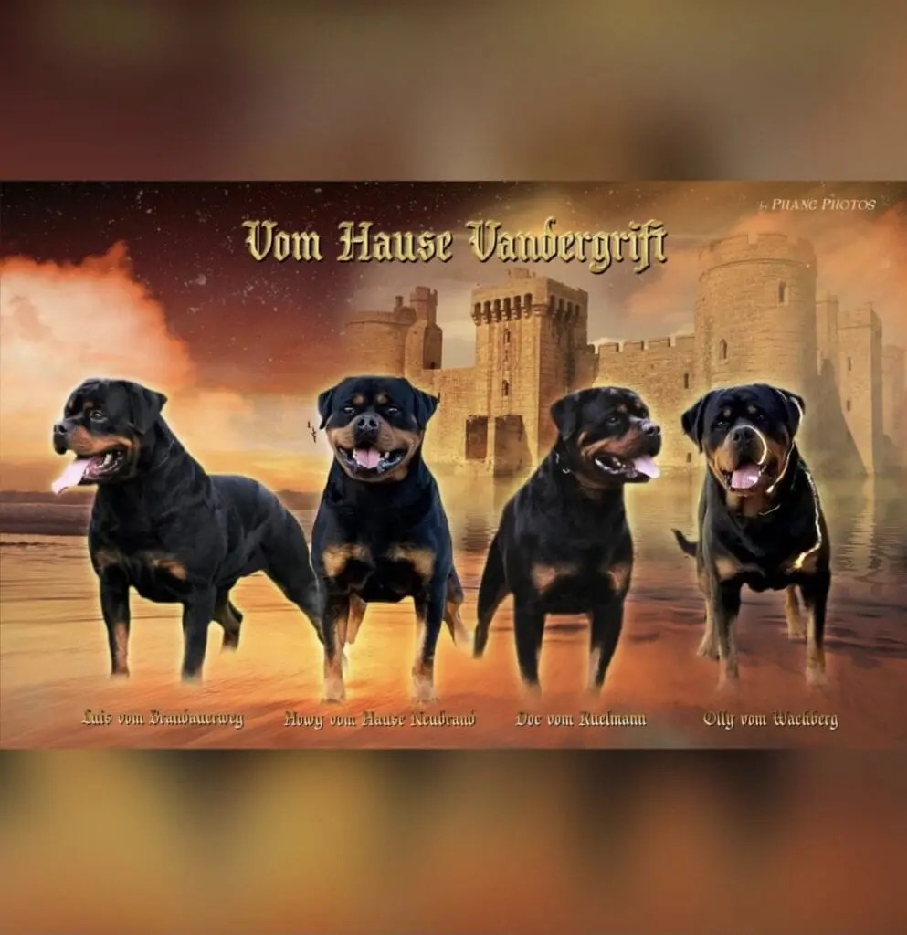 Contact Us Vom Hause Vander Grift Rottweilers