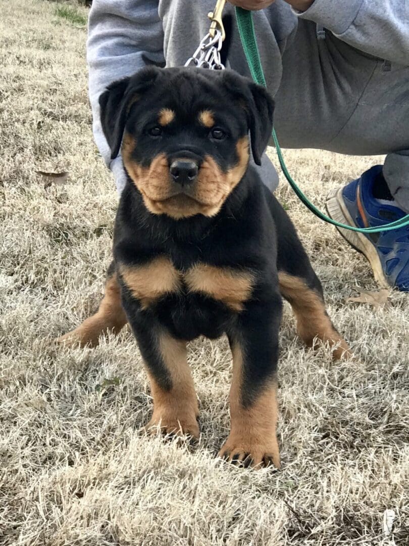 German Rottweiler Puppies for Sale