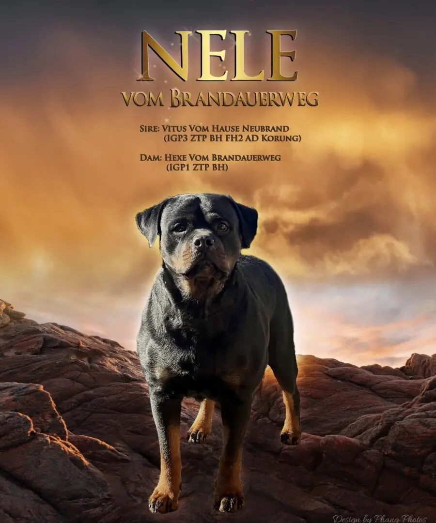 Females Vom Hause Vander Grift Rottweilers