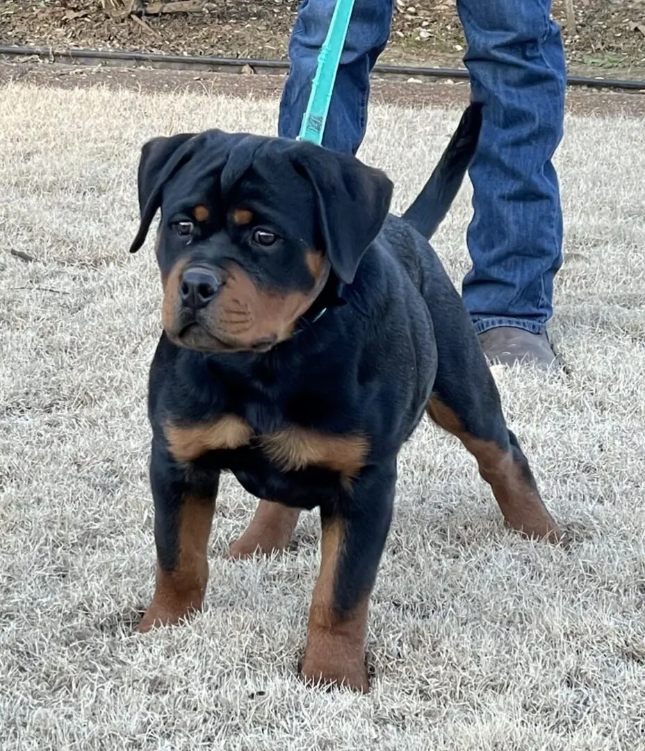 German Rottweiler Puppies for Sale