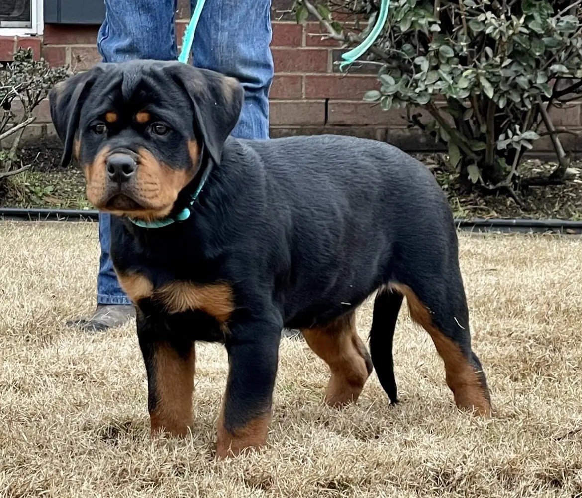 About Us Vom Hause Vander Grift Rottweilers