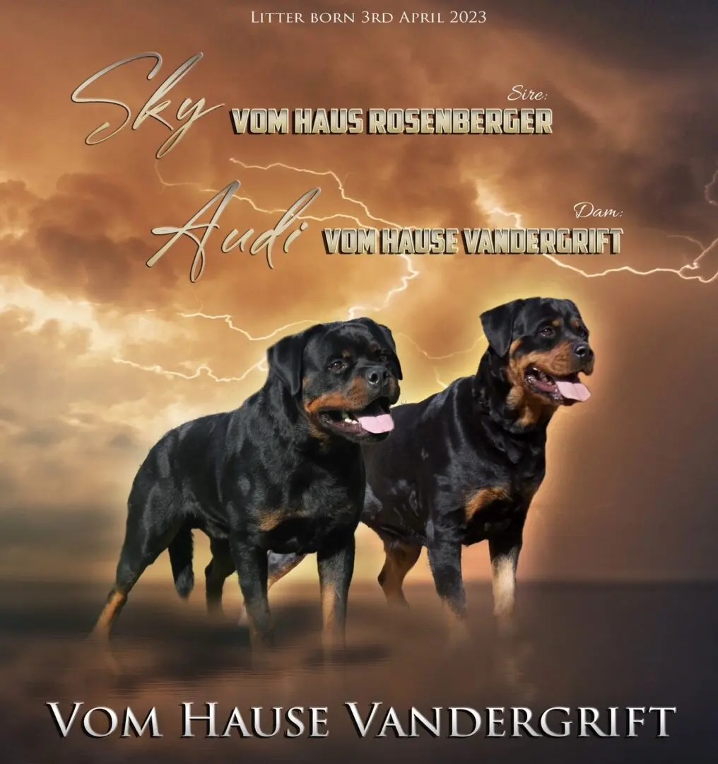 Litters Vom Hause Vander Grift Rottweilers