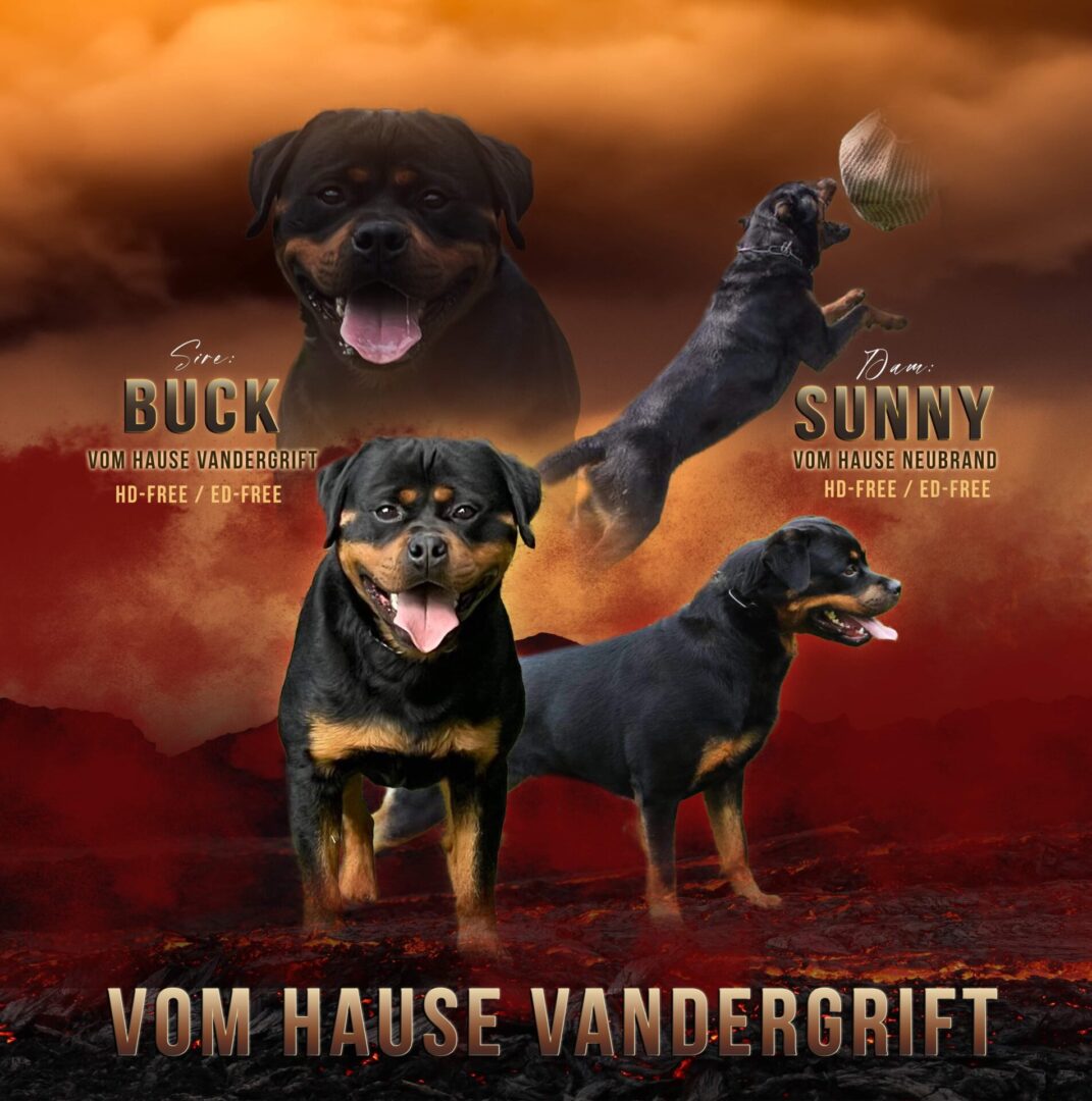 Litters Vom Hause Vander Grift Rottweilers