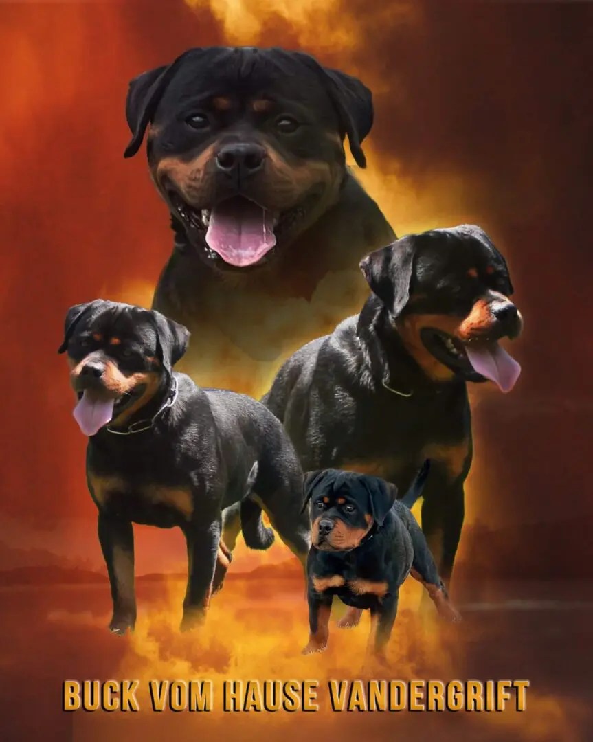 Stud Dogs Vom Hause Vander Grift Rottweilers