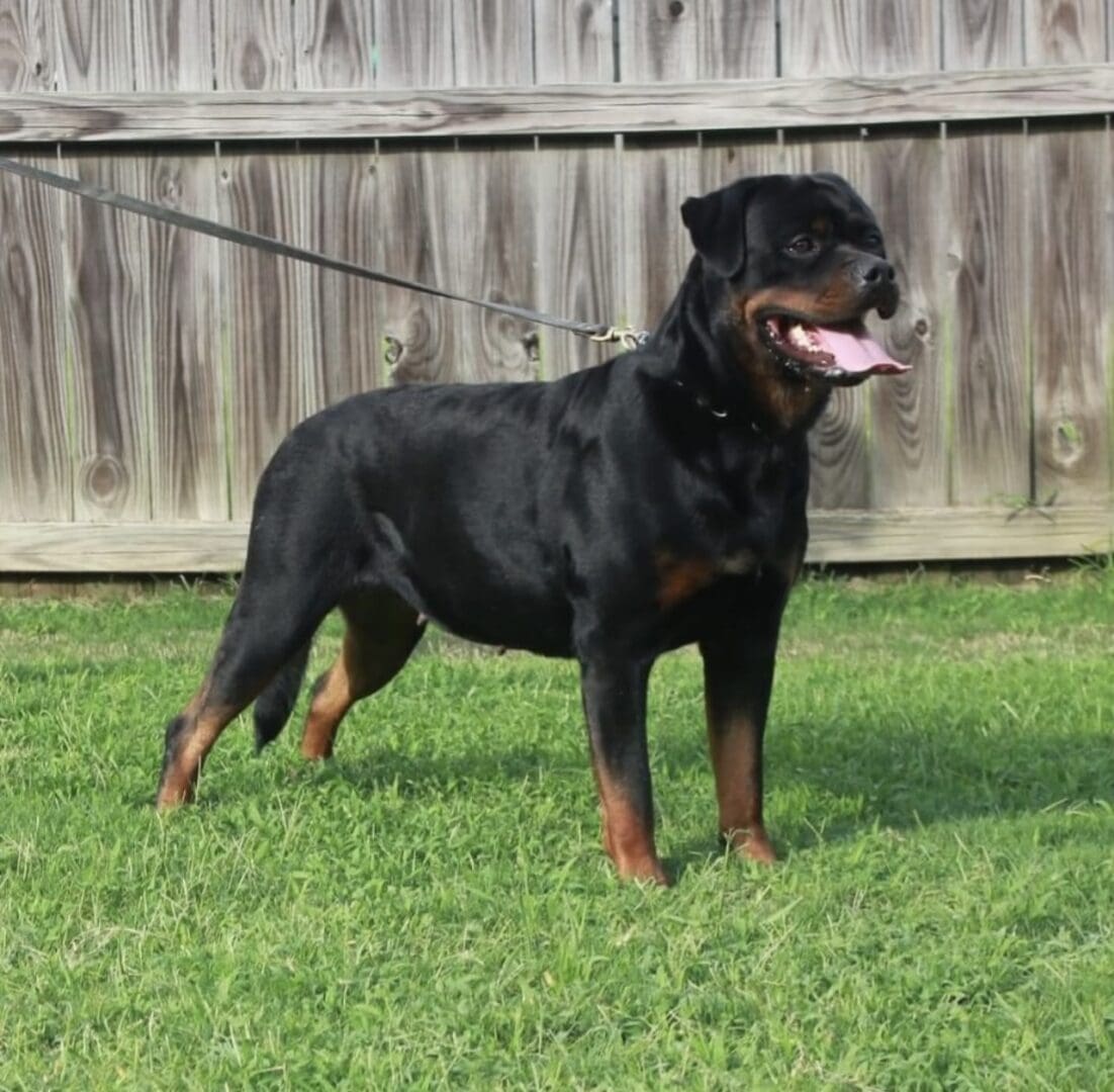 Gallery Vom Hause Vander Grift Rottweilers